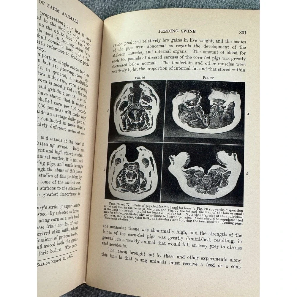 Antique Productive Feeding of Farm Animals Lippincott's Farm Manuals F.W.‎ Woll